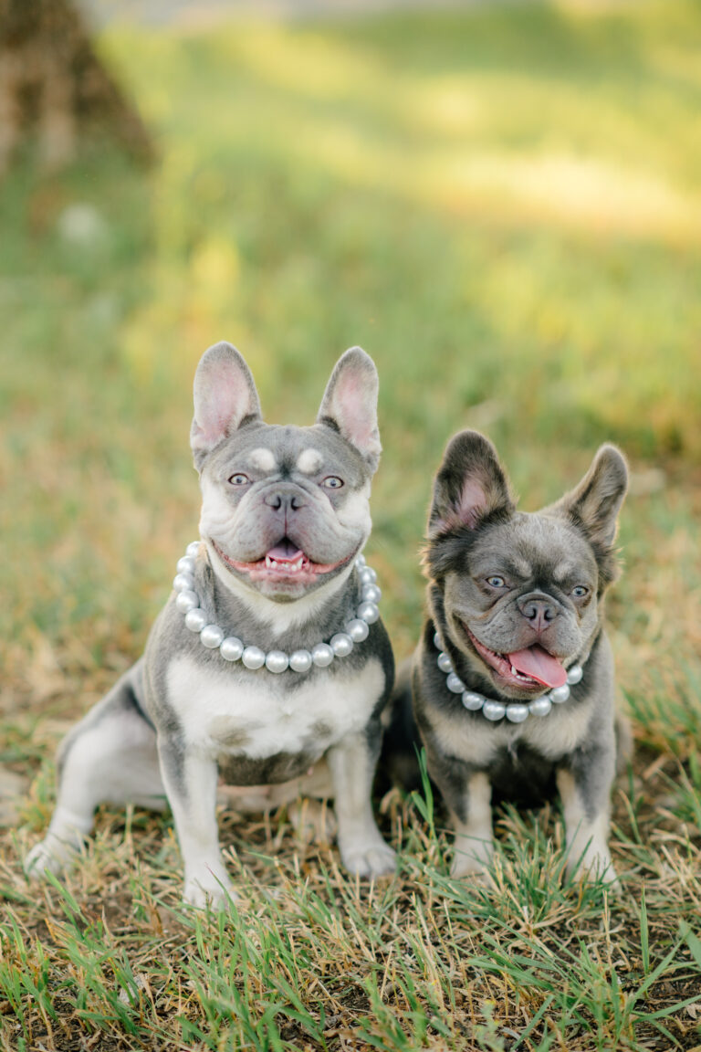 French bulldog pet photography | Coeur D'Alene Idaho Photographer